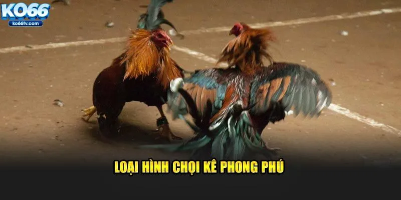 Loại hình chọi kê phong phú