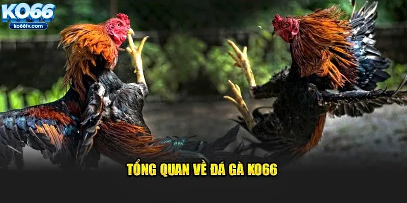 Tổng quan về đá gà KO66