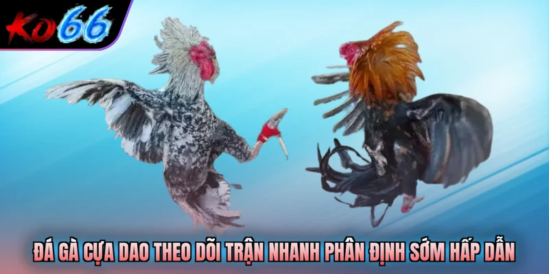 Đá gà cựa dao
