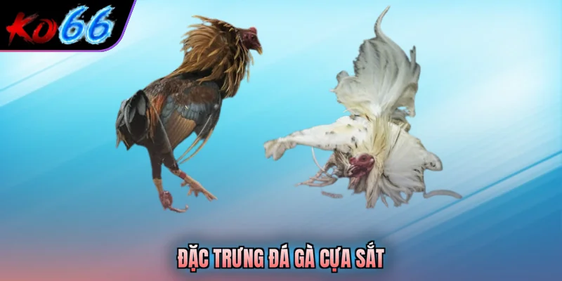 Đặc trưng đá gà cựa sắt
